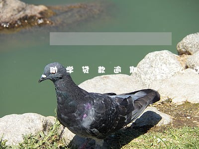助学贷款逾期 怎么还款 助学贷款逾期 怎么还款